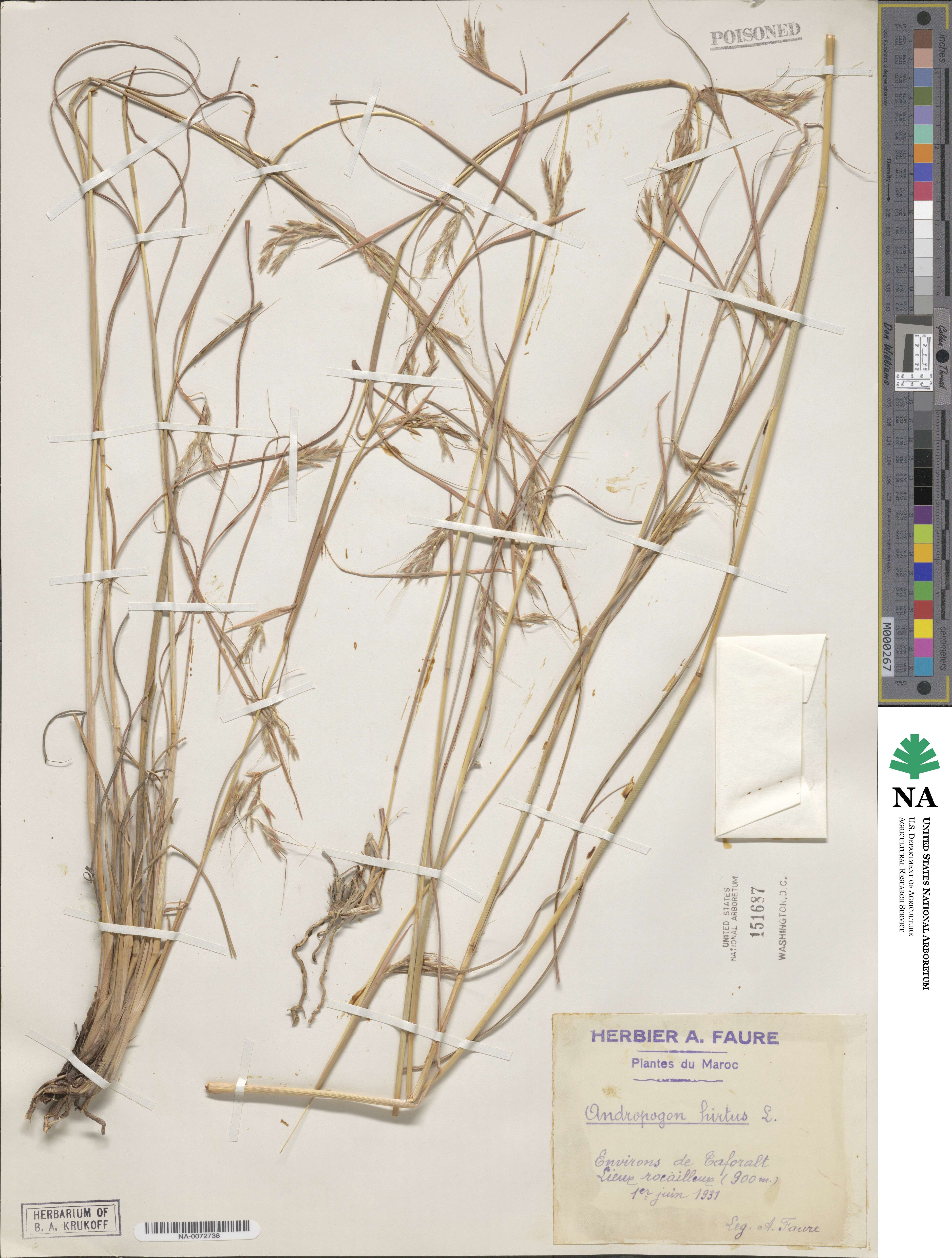 Hyparrhenia hirta image