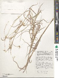 Hyparrhenia papillipes image