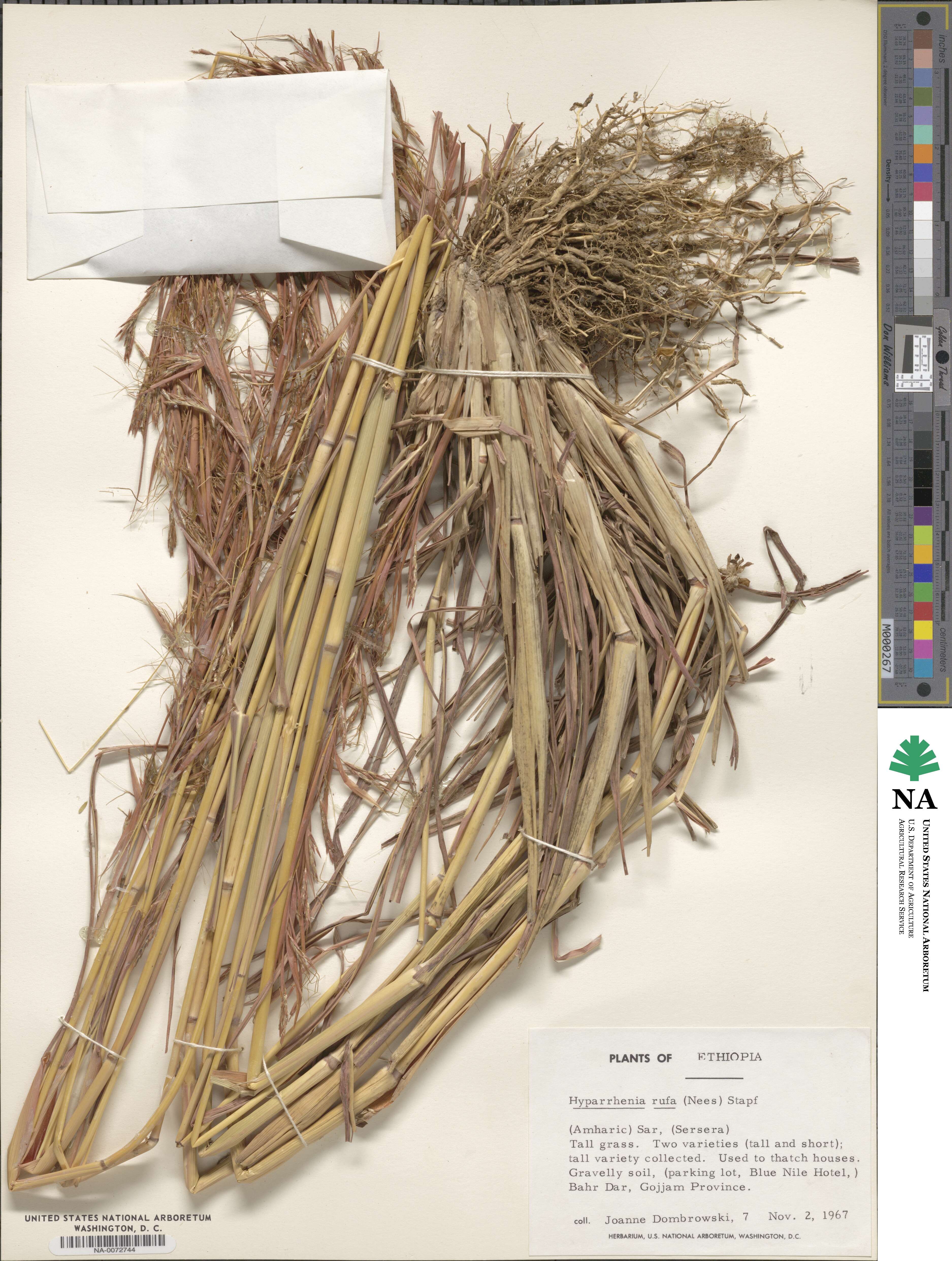Hyparrhenia image