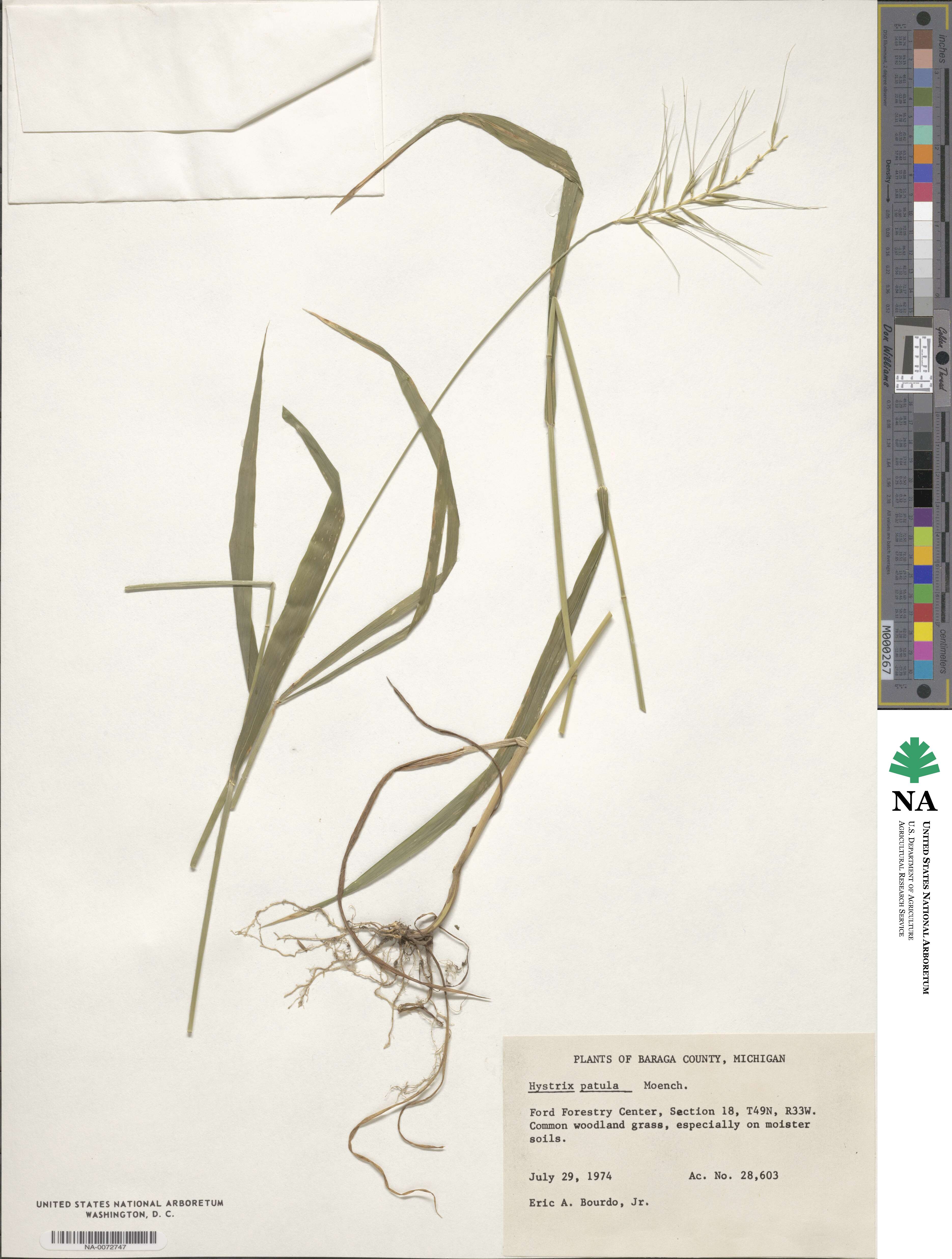 Elymus hystrix image