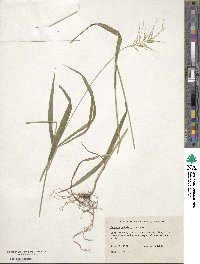 Elymus hystrix image