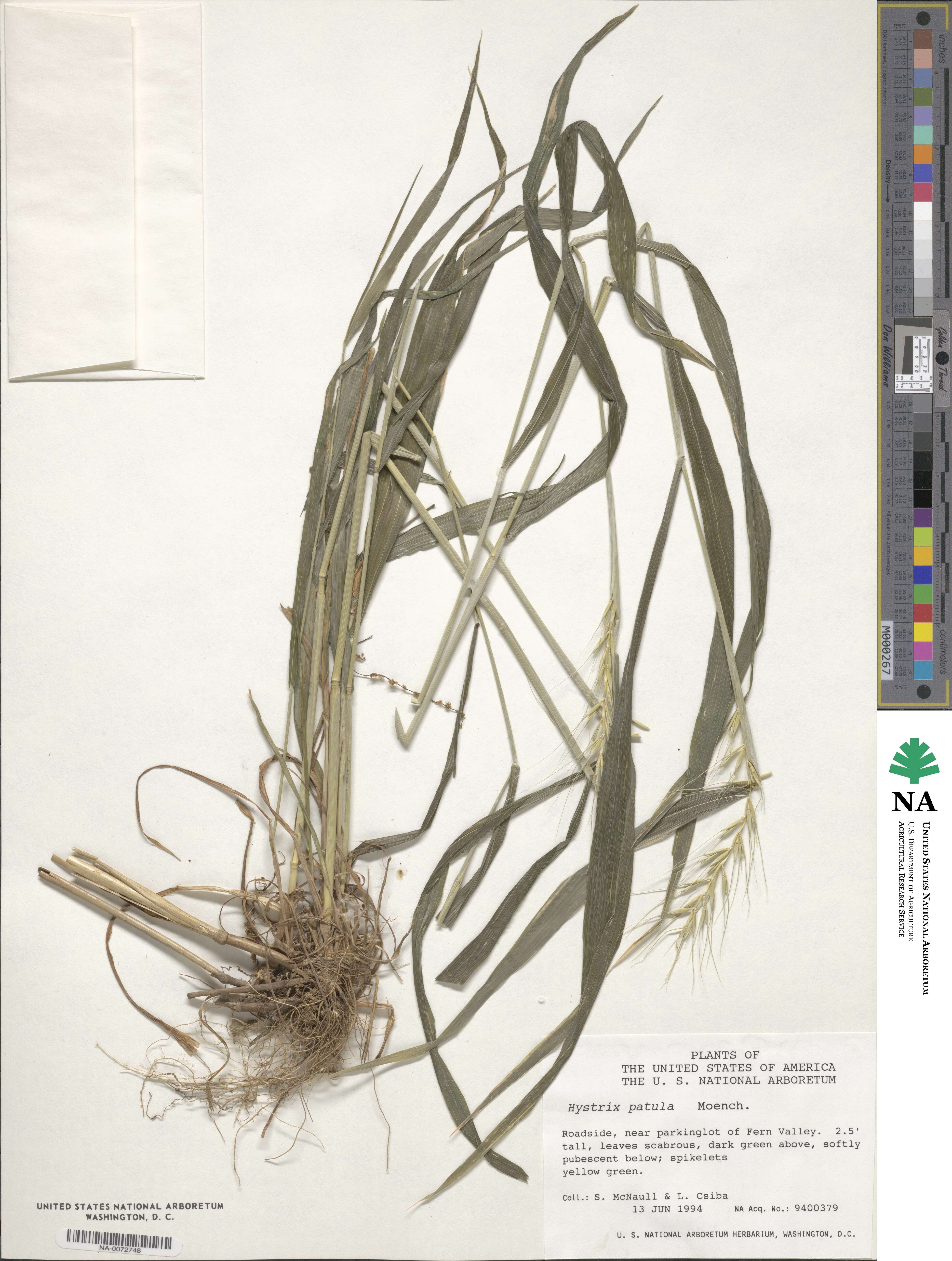 Elymus hystrix image