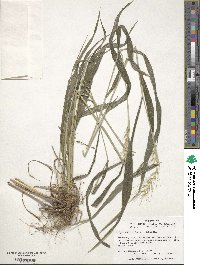 Elymus hystrix image