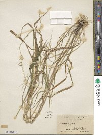 Elymus hystrix image