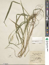 Elymus hystrix image