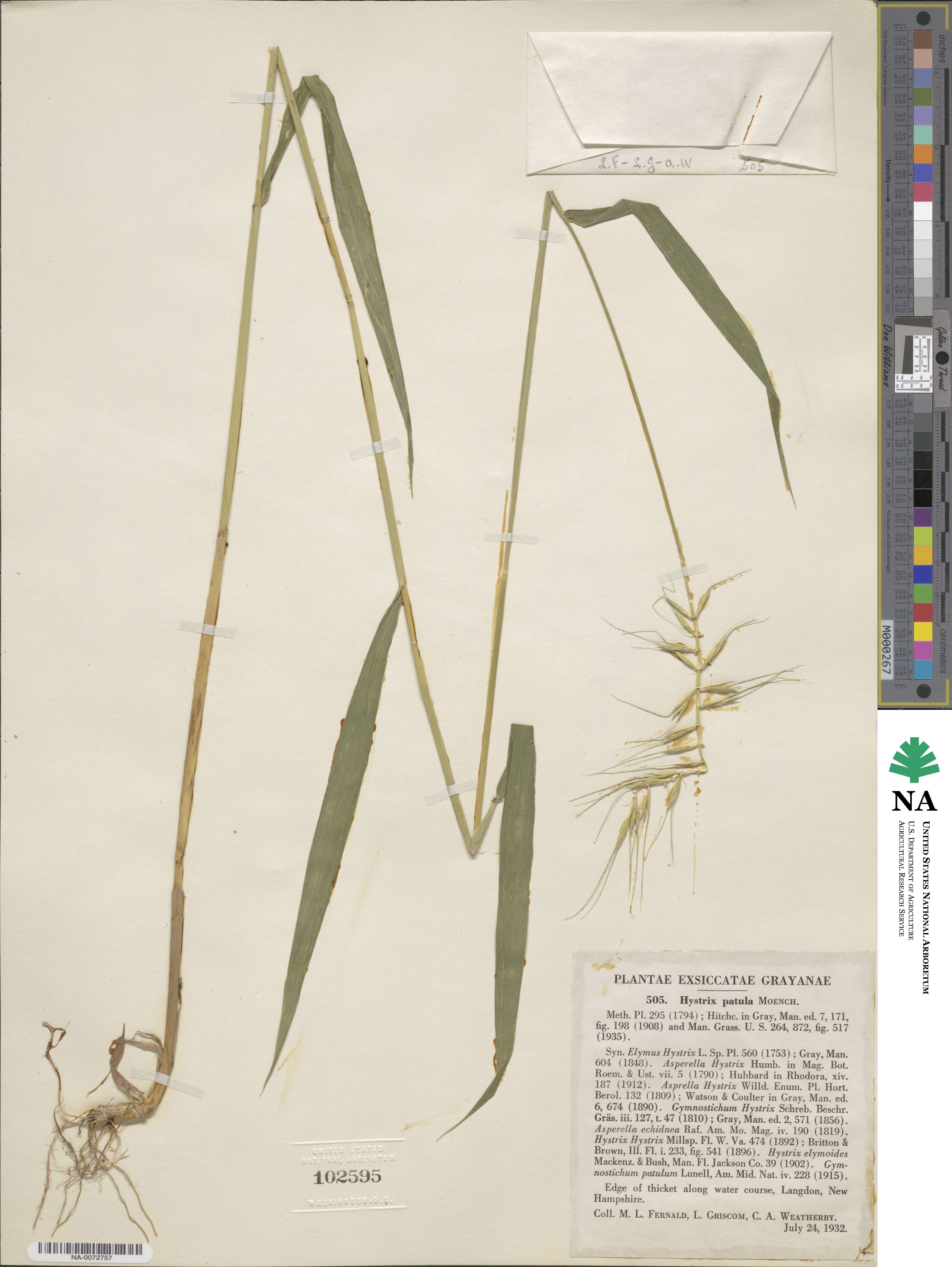 Elymus hystrix image