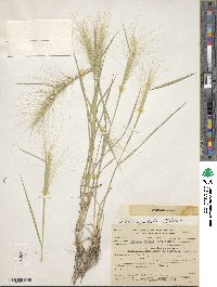 Image of Elymus multisetus