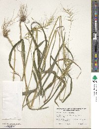 Elymus hystrix image