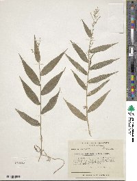 Oedochloa lanceolata image