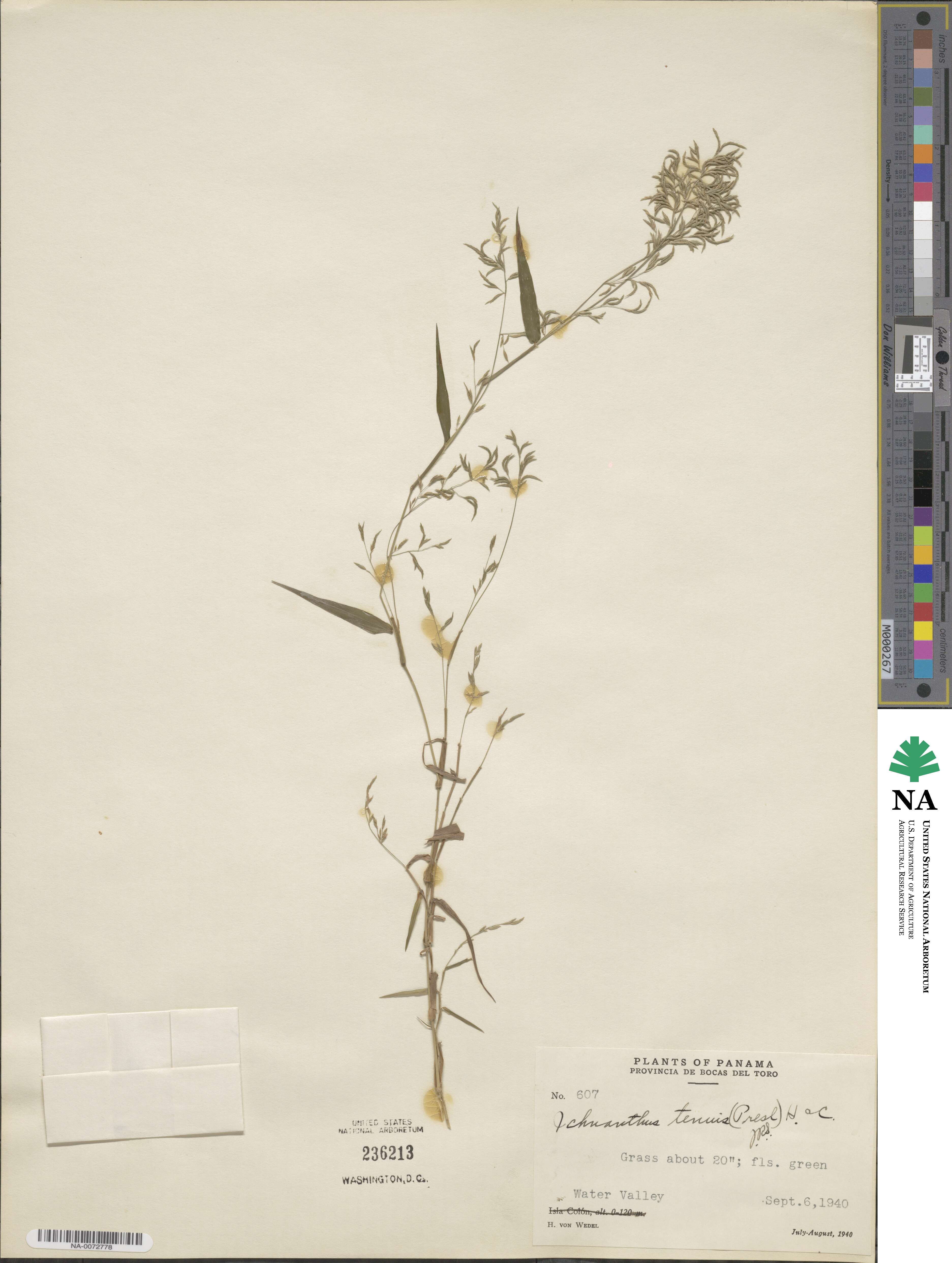 Ichnanthus tenuis image