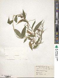 Ichnanthus pallens image