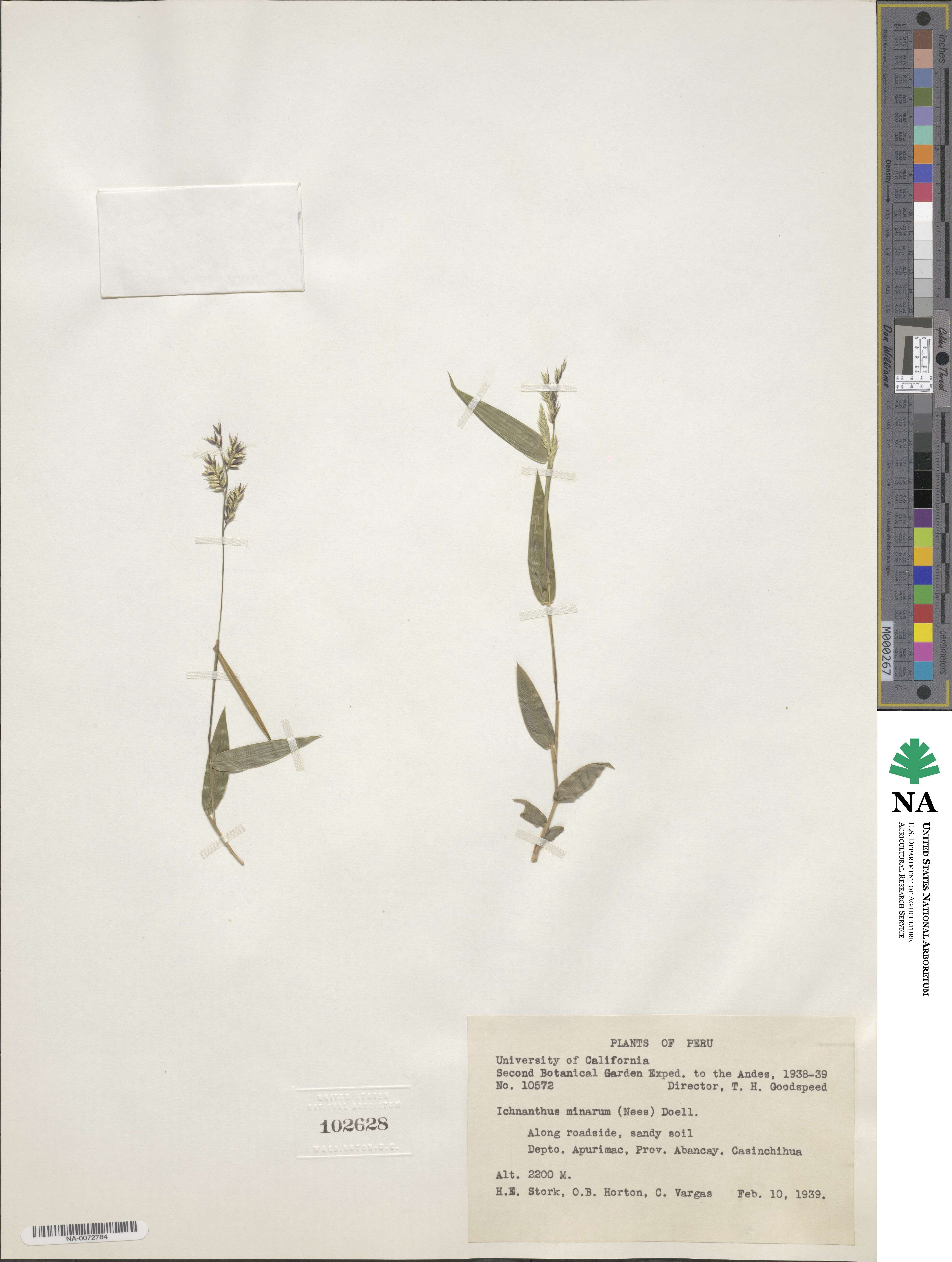 Oedochloa minarum image