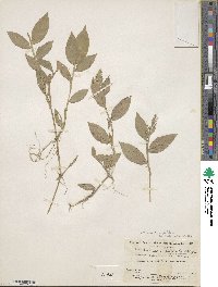 Ichnanthus pallens image