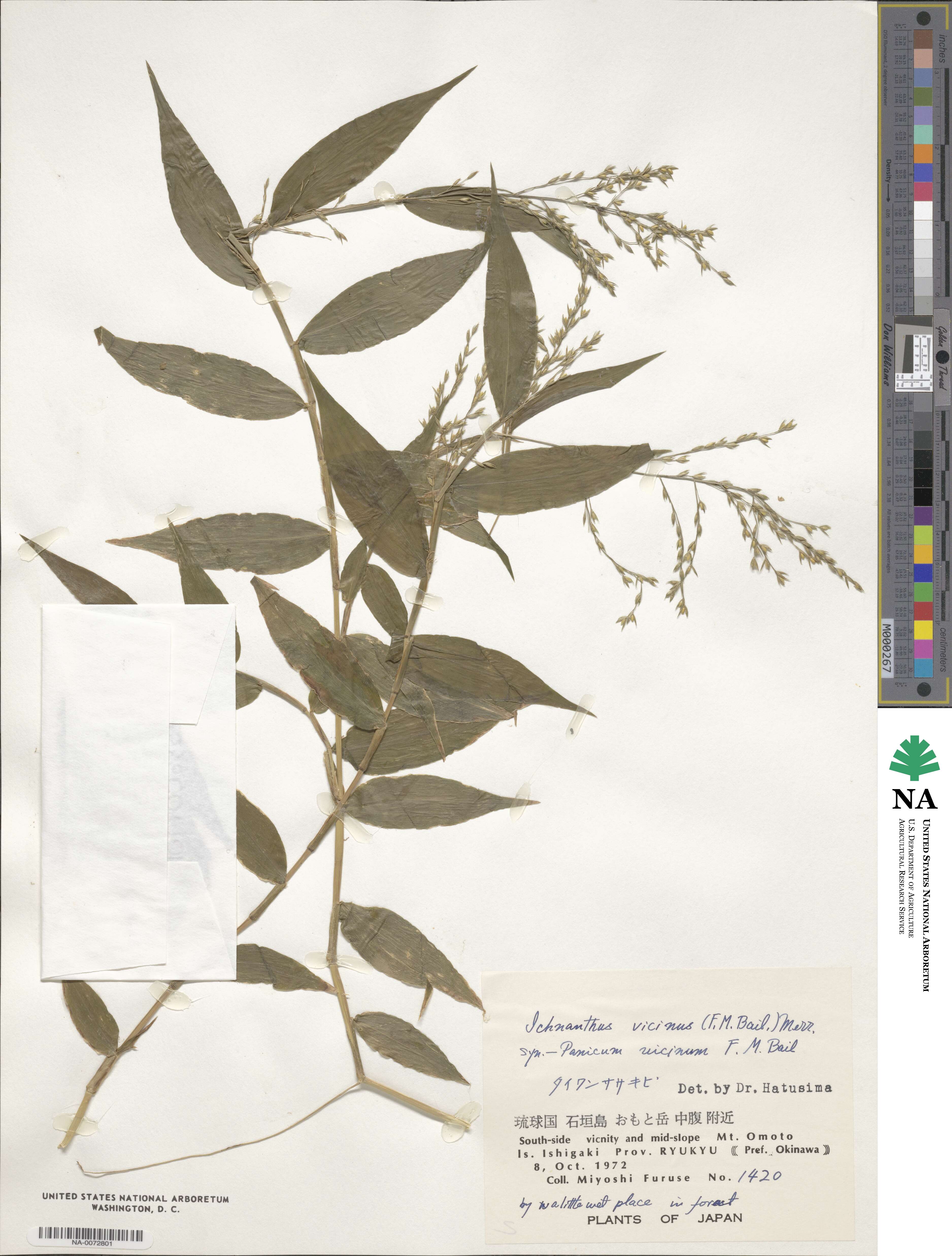 Ichnanthus image