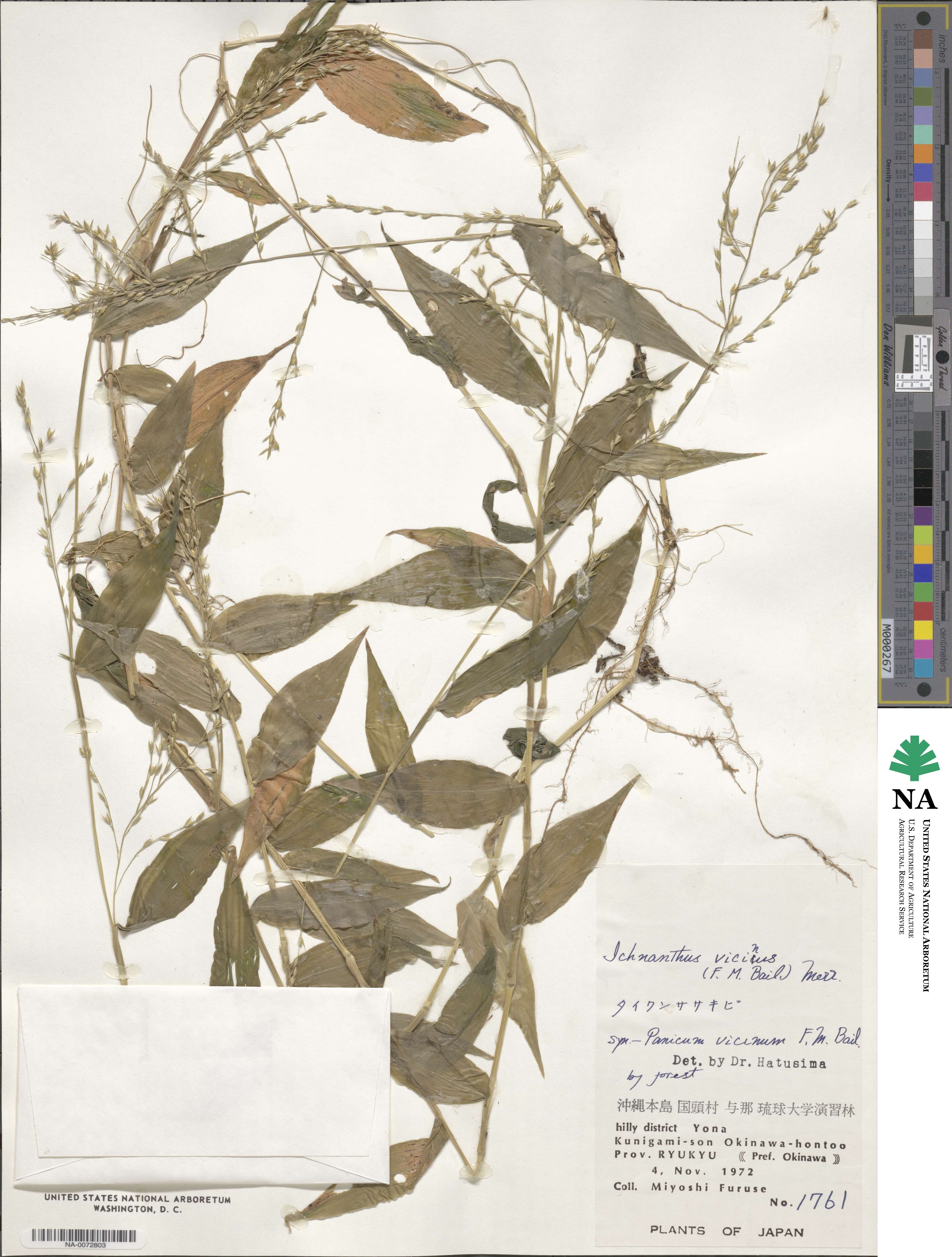 Ichnanthus pallens image