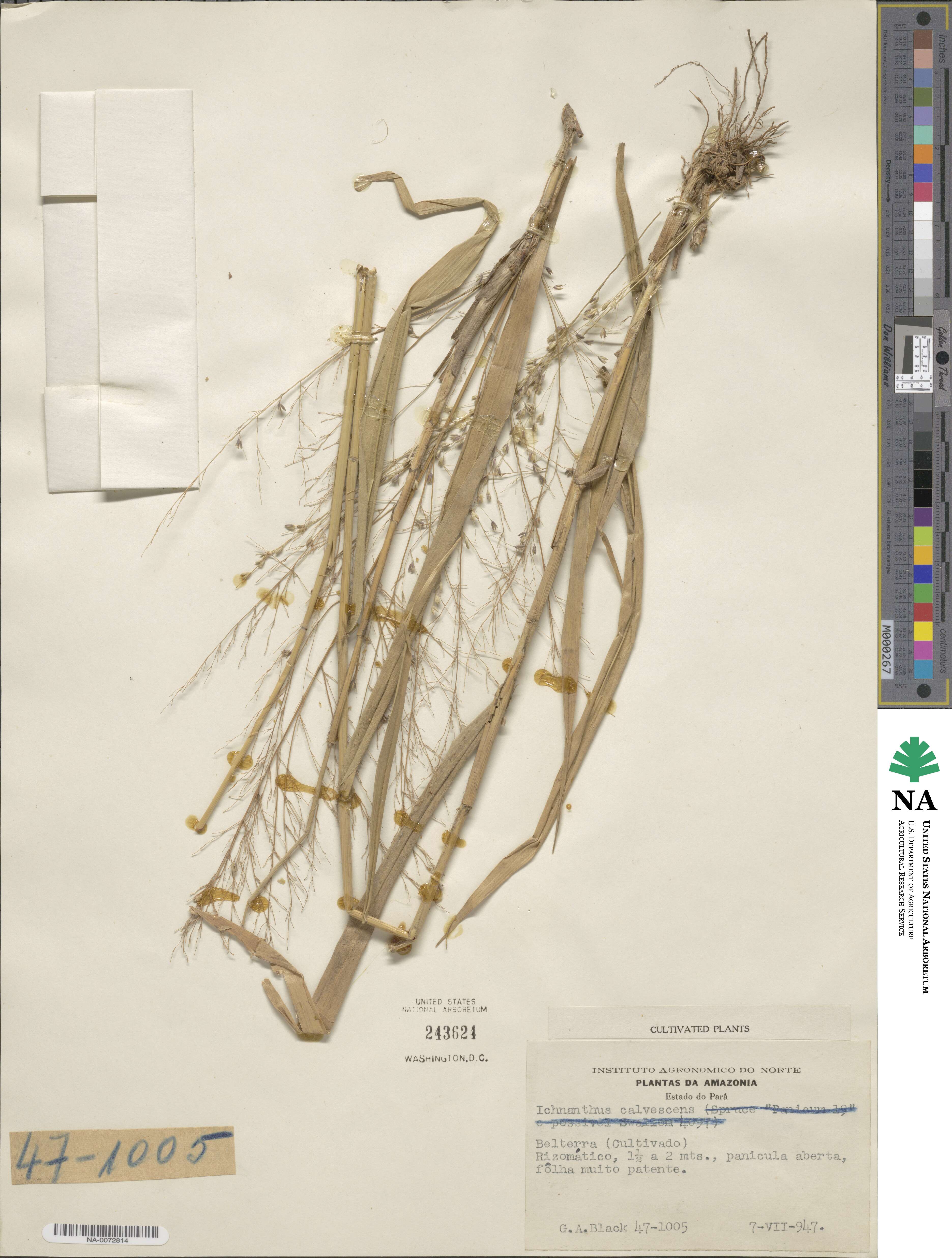 Ichnanthus calvescens image
