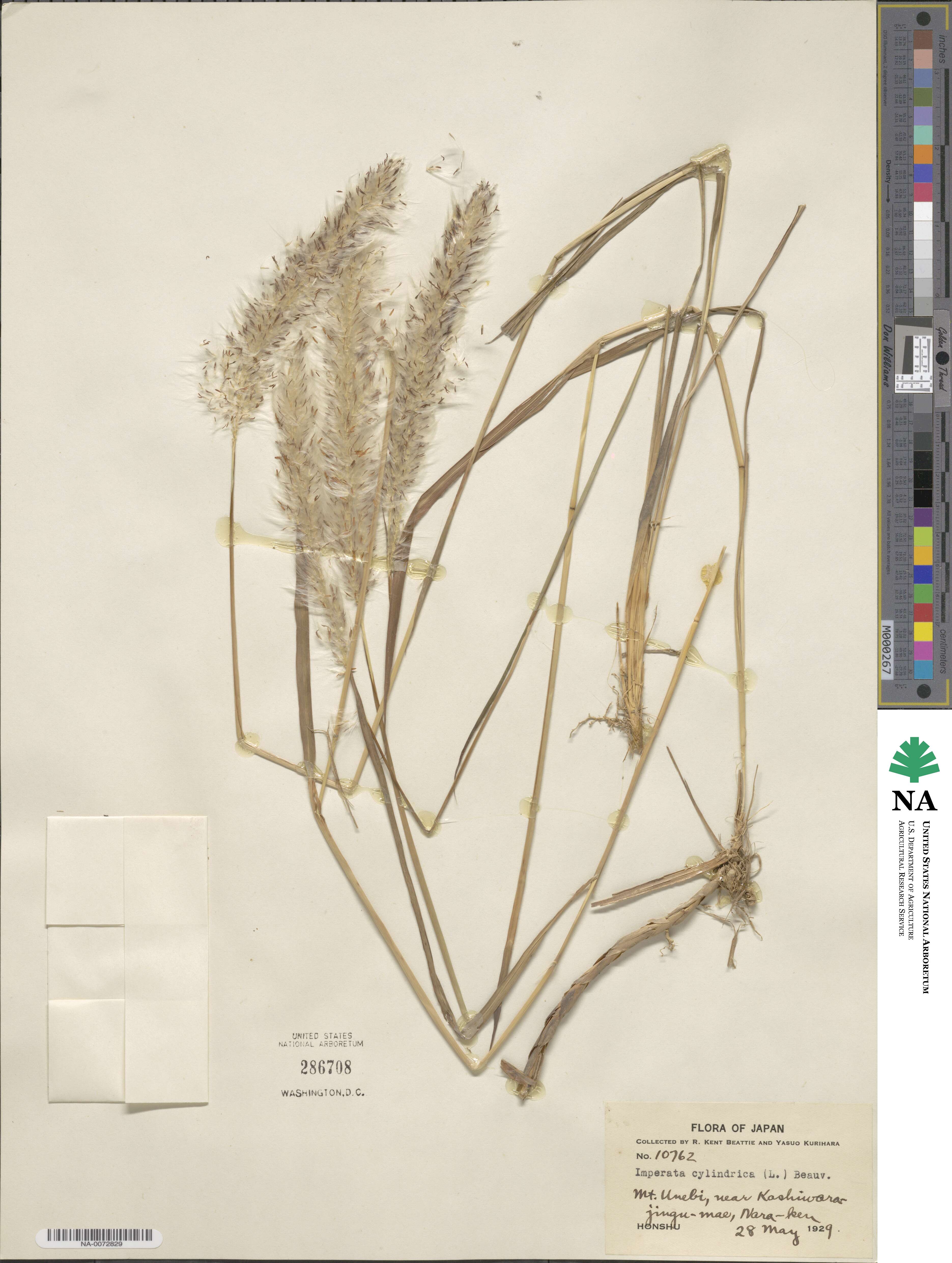 Imperata cylindrica image