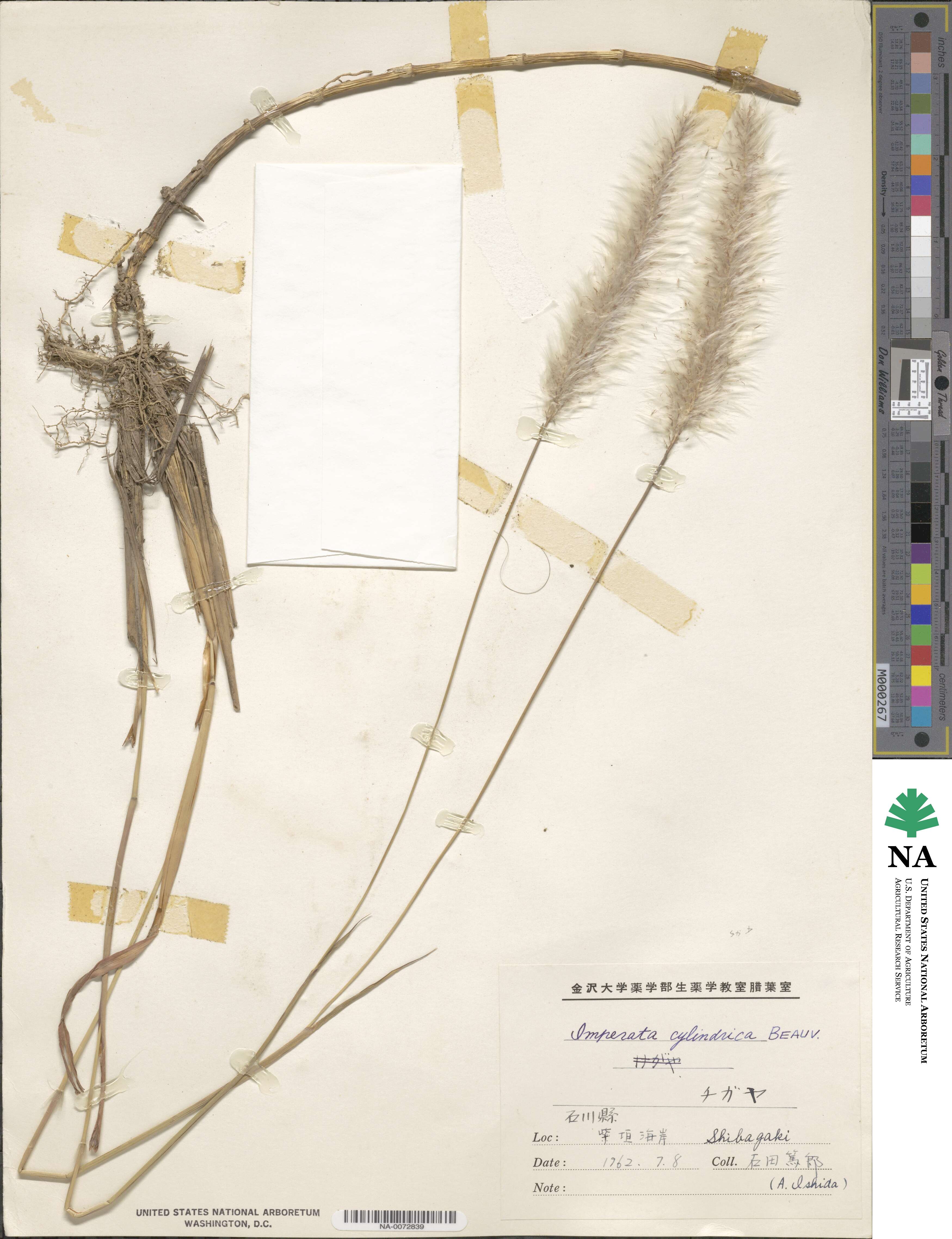 Imperata image