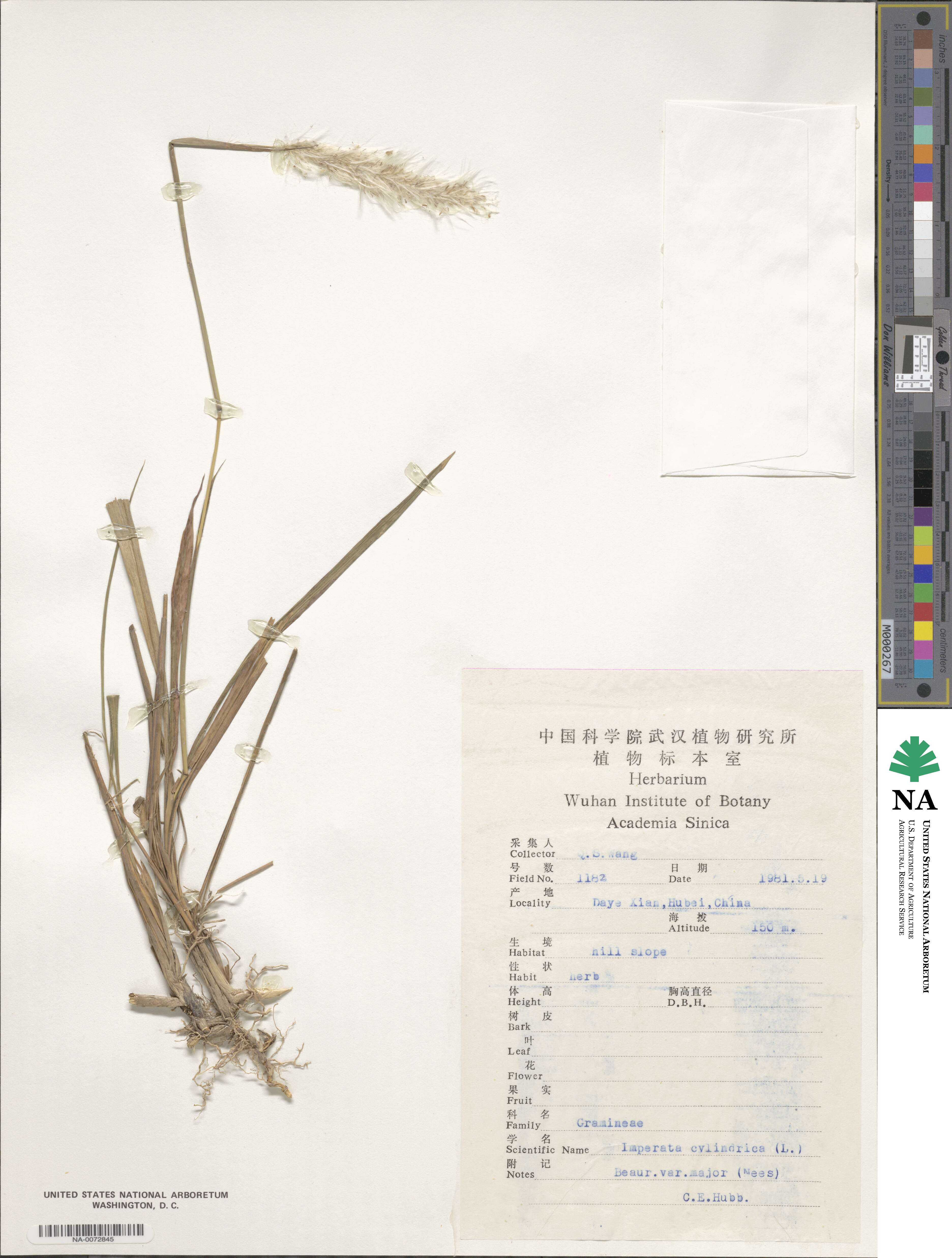Imperata cylindrica image