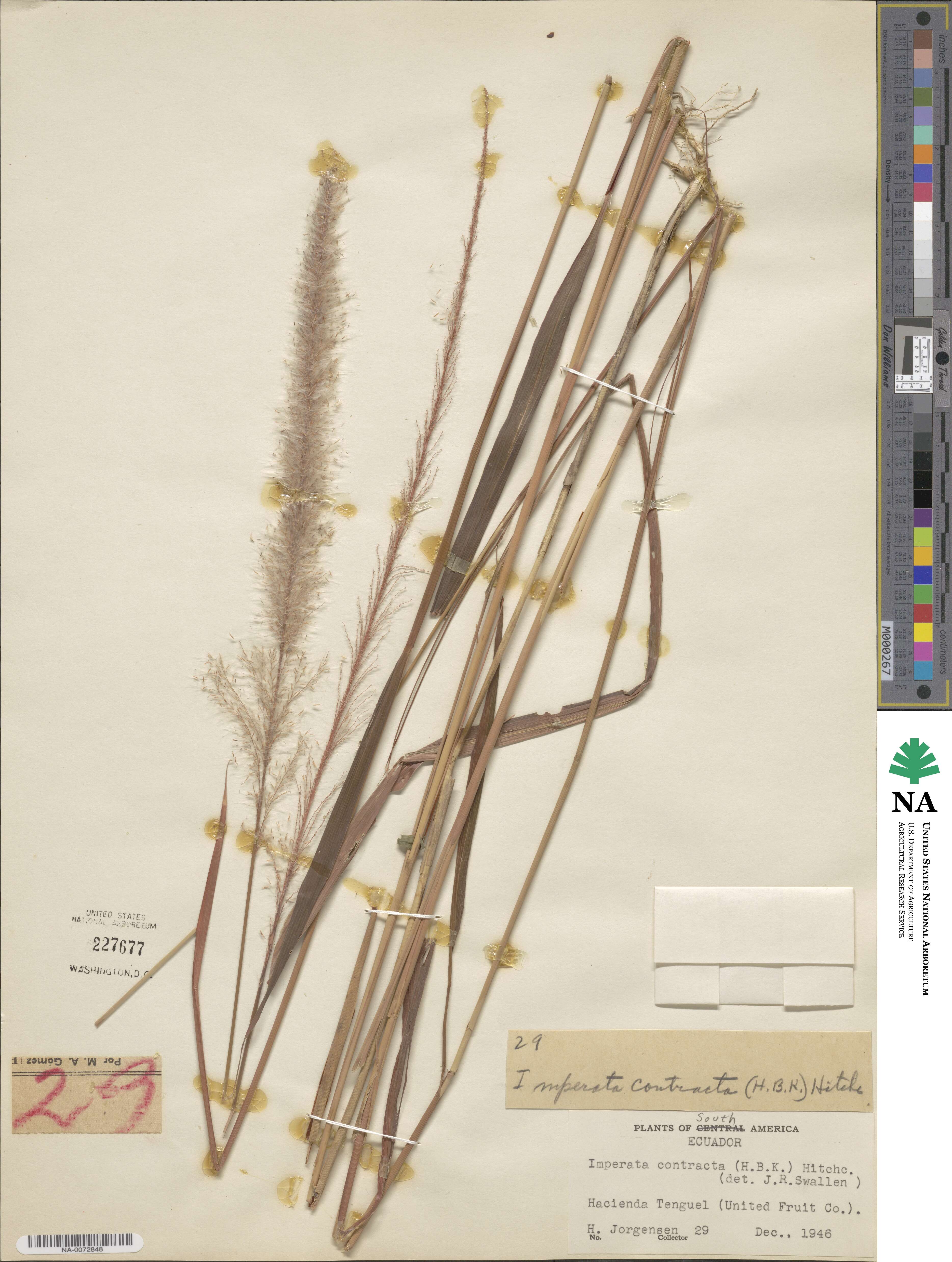 Imperata brasiliensis image