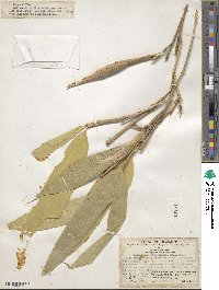 Indocalamus longiauritus image