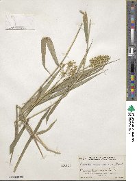 Image of Isachne arundinacea