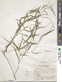 Isachne arundinacea image