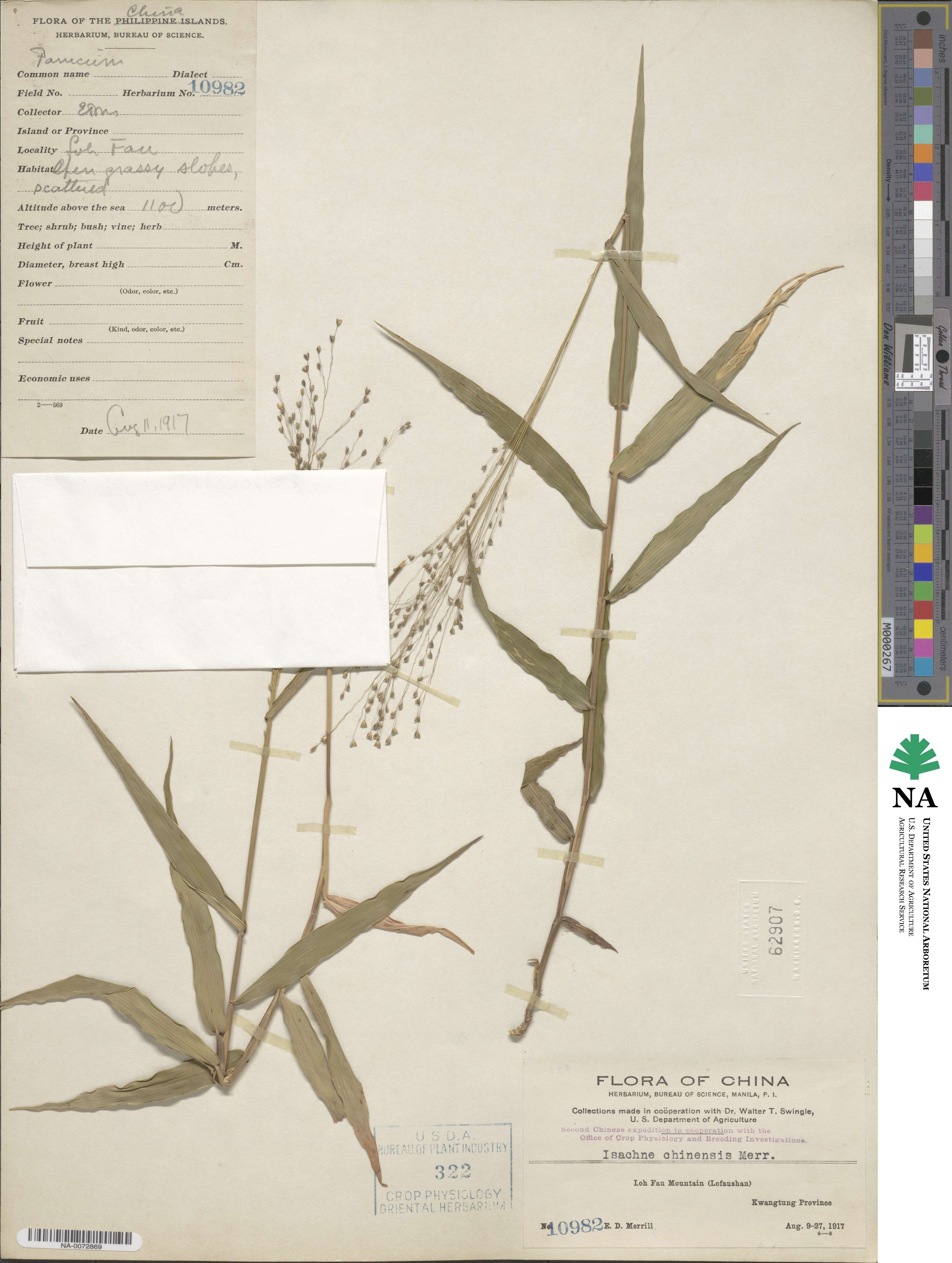 Isachne truncata image