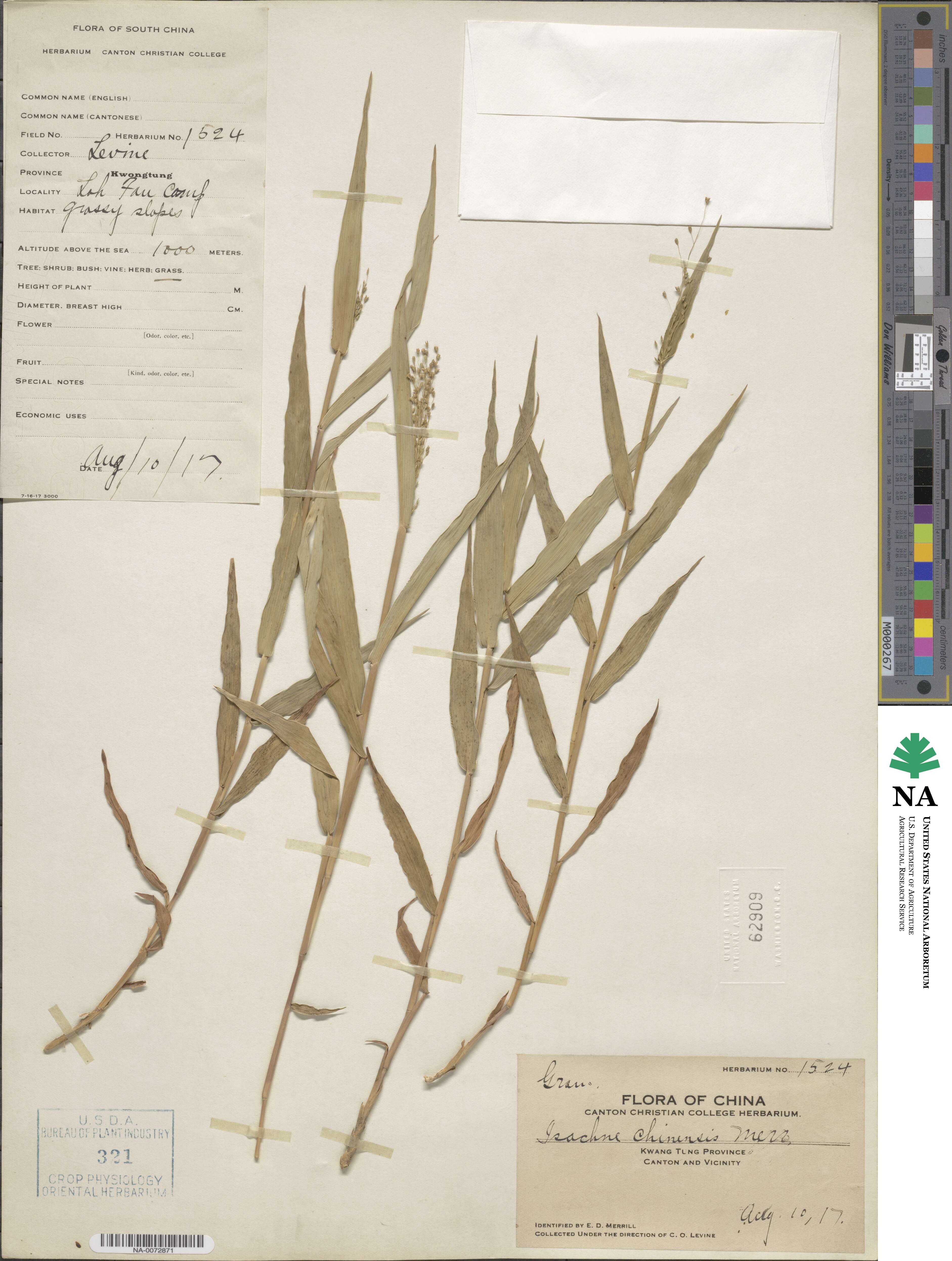 Isachne truncata image