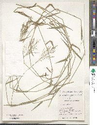 Isachne globosa image