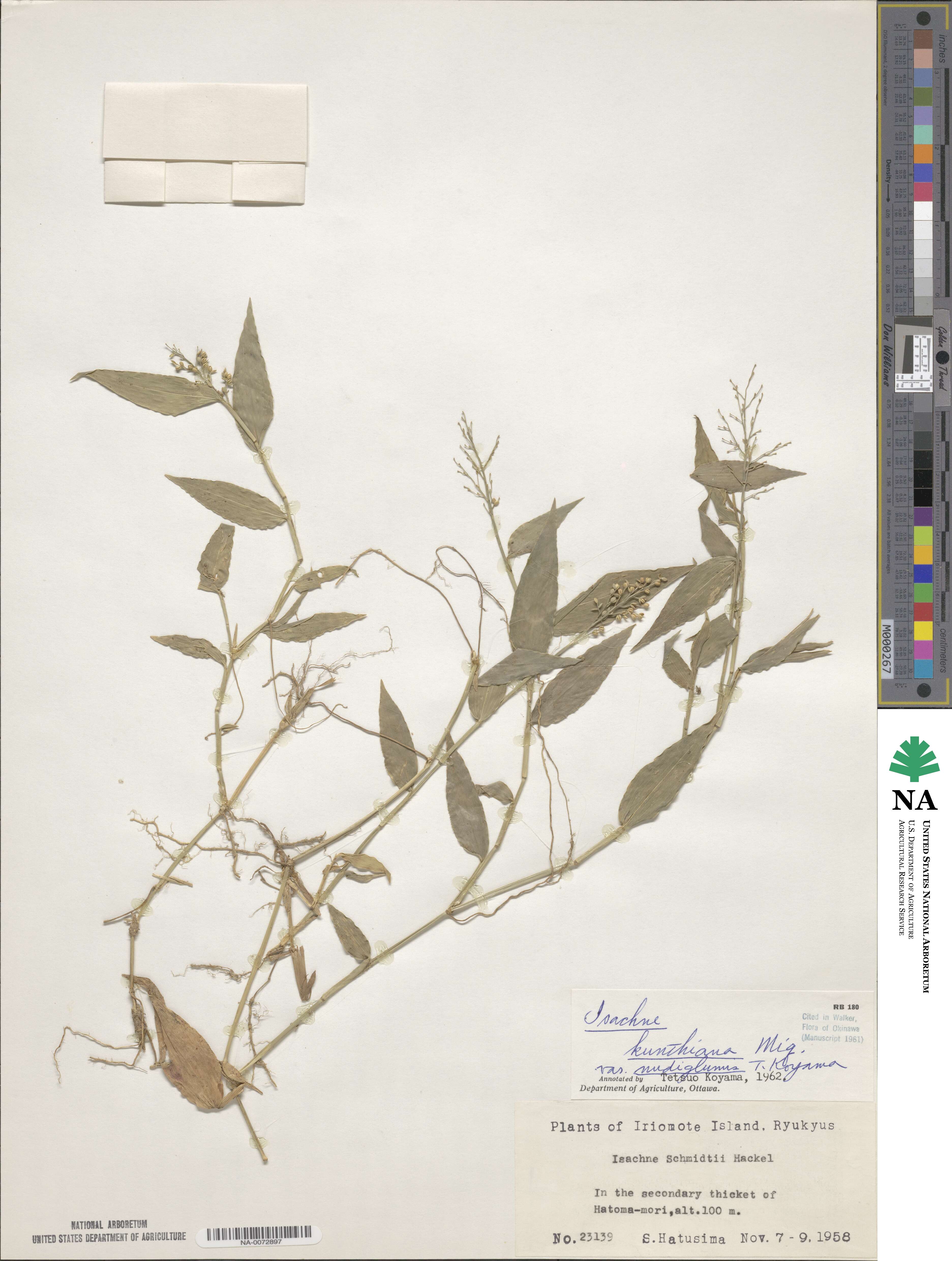 Isachne commelinifolia image