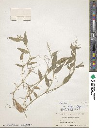 Image of Isachne commelinifolia