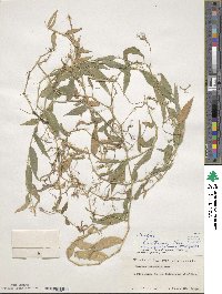 Isachne commelinifolia image