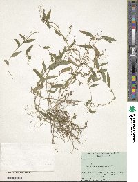 Isachne nipponensis image