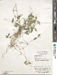 Isachne nipponensis image