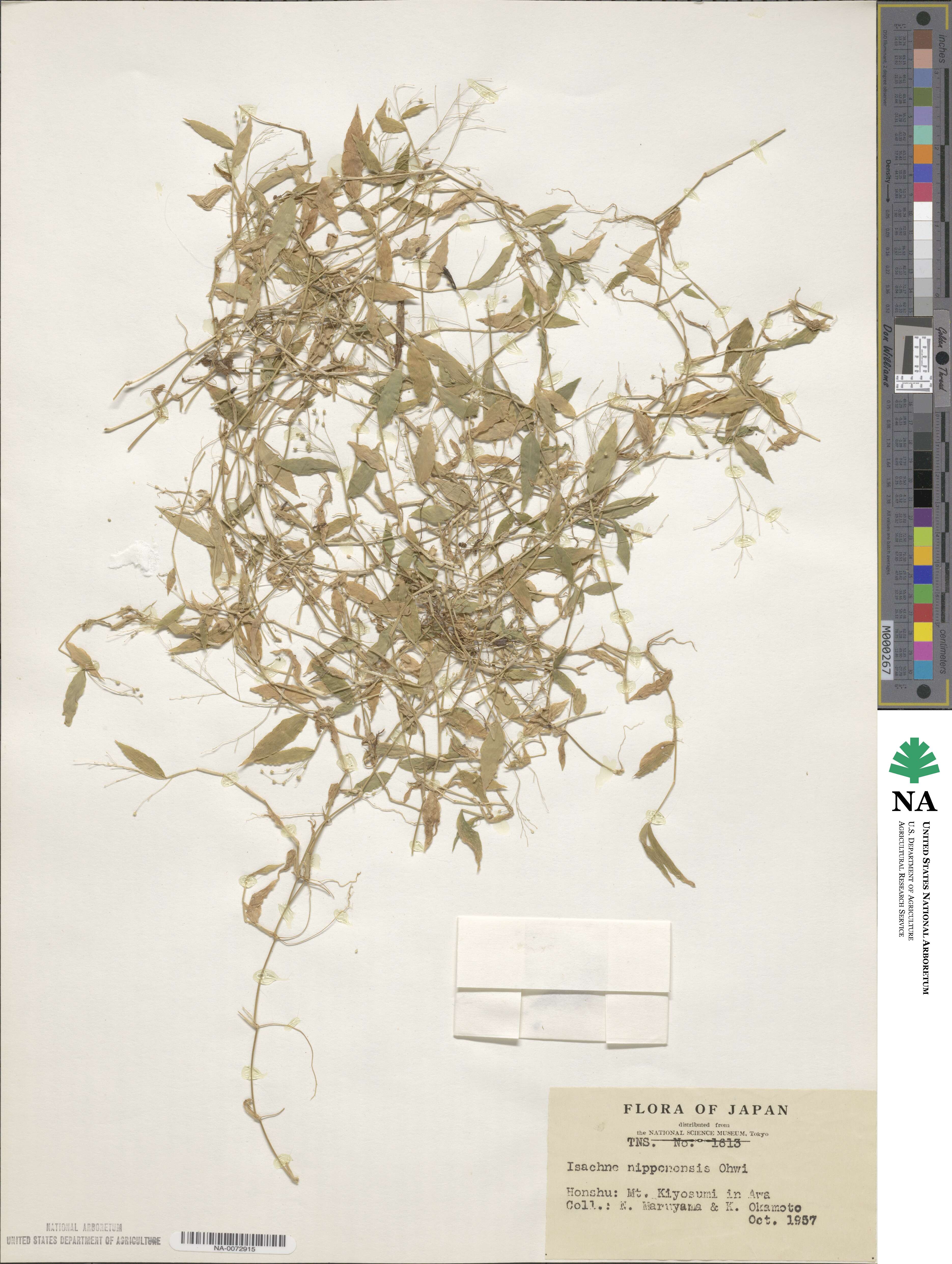 Isachne nipponensis image
