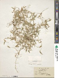 Isachne nipponensis image