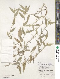 Isachne commelinifolia image