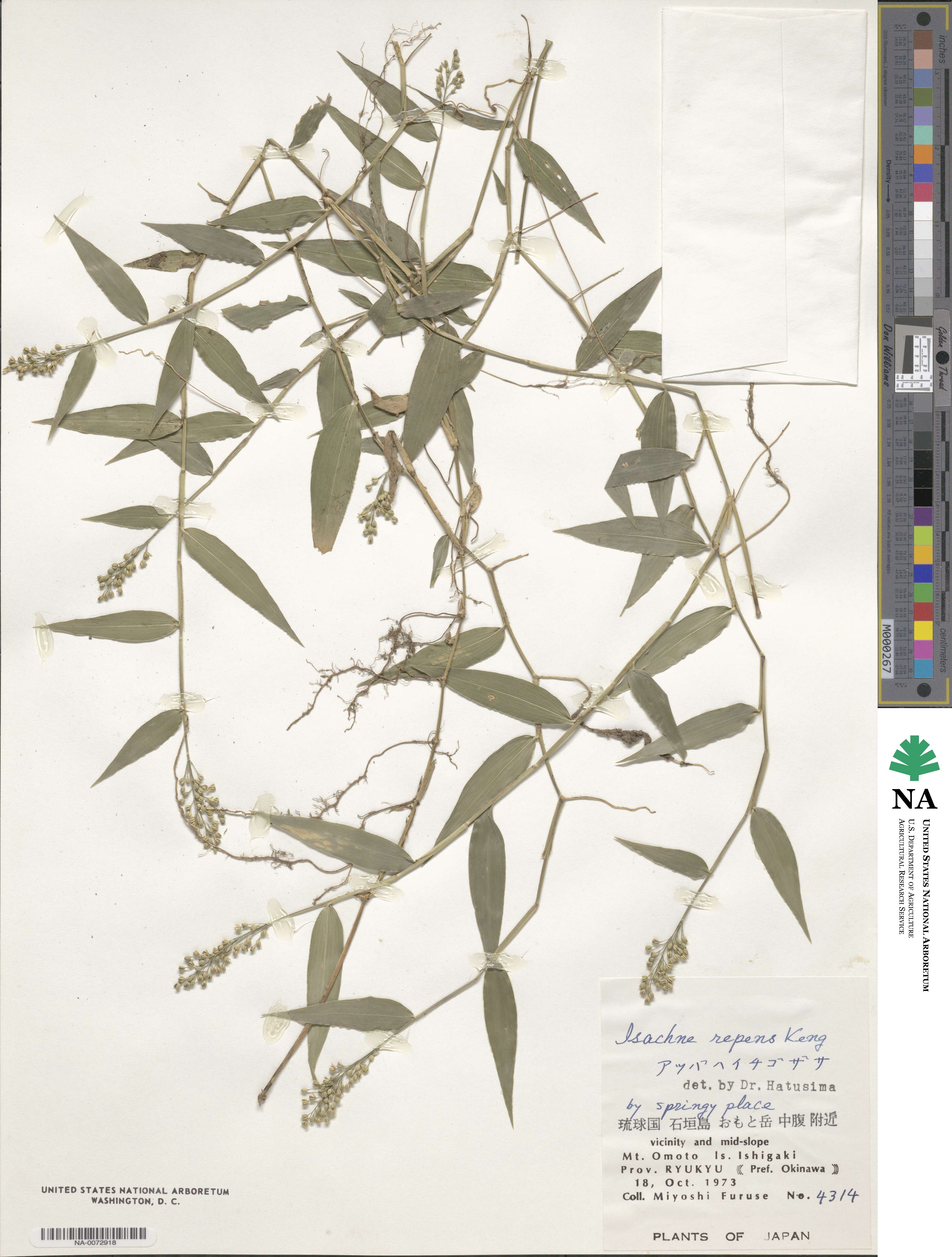 Isachne commelinifolia image