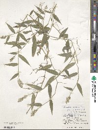 Isachne commelinifolia image