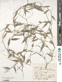 Isachne commelinifolia image