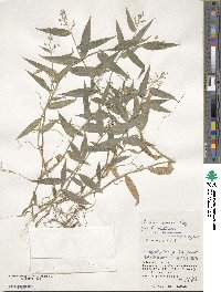 Isachne commelinifolia image