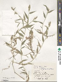 Isachne commelinifolia image