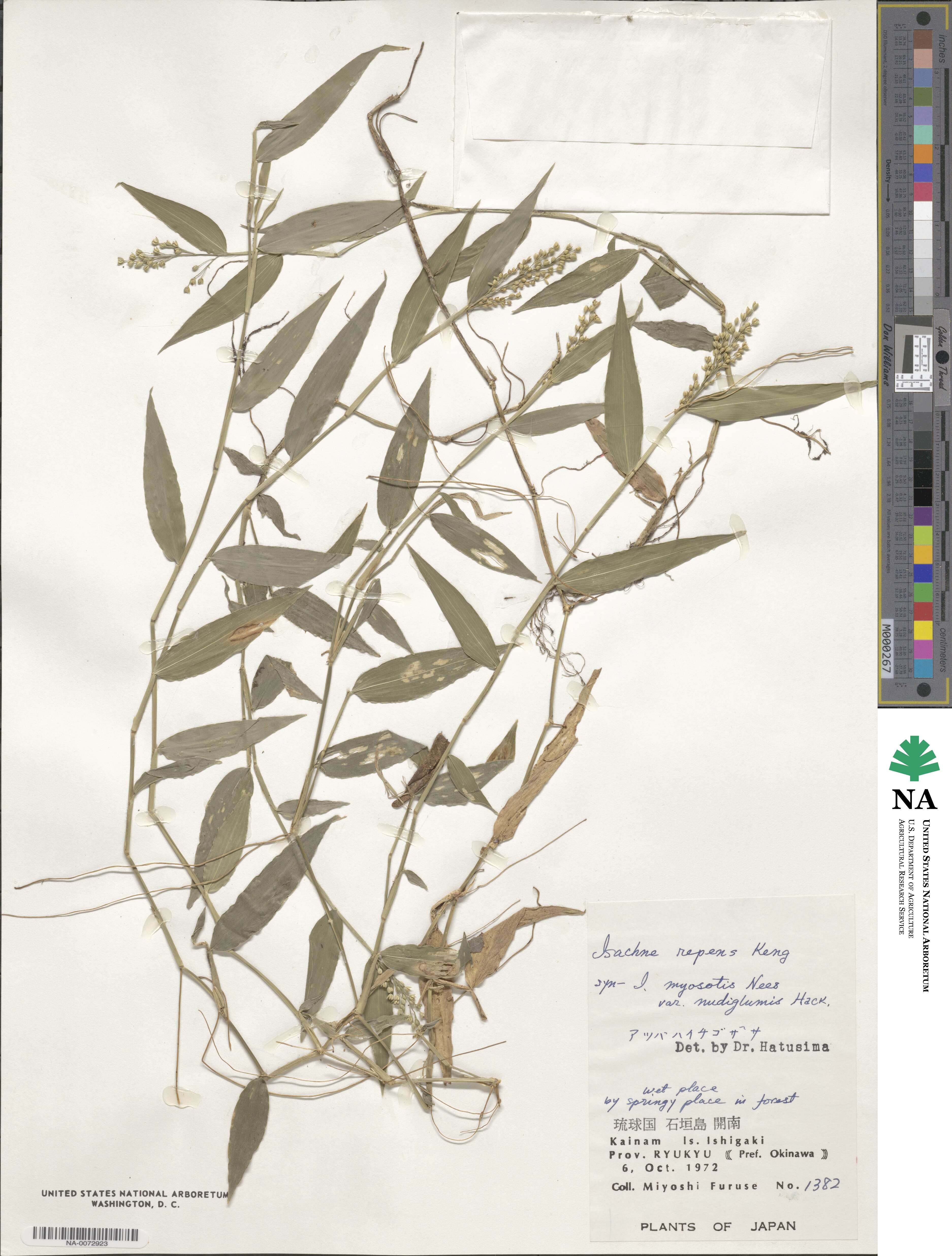 Isachne commelinifolia image