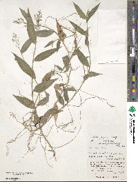 Isachne commelinifolia image