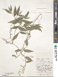 Isachne commelinifolia image