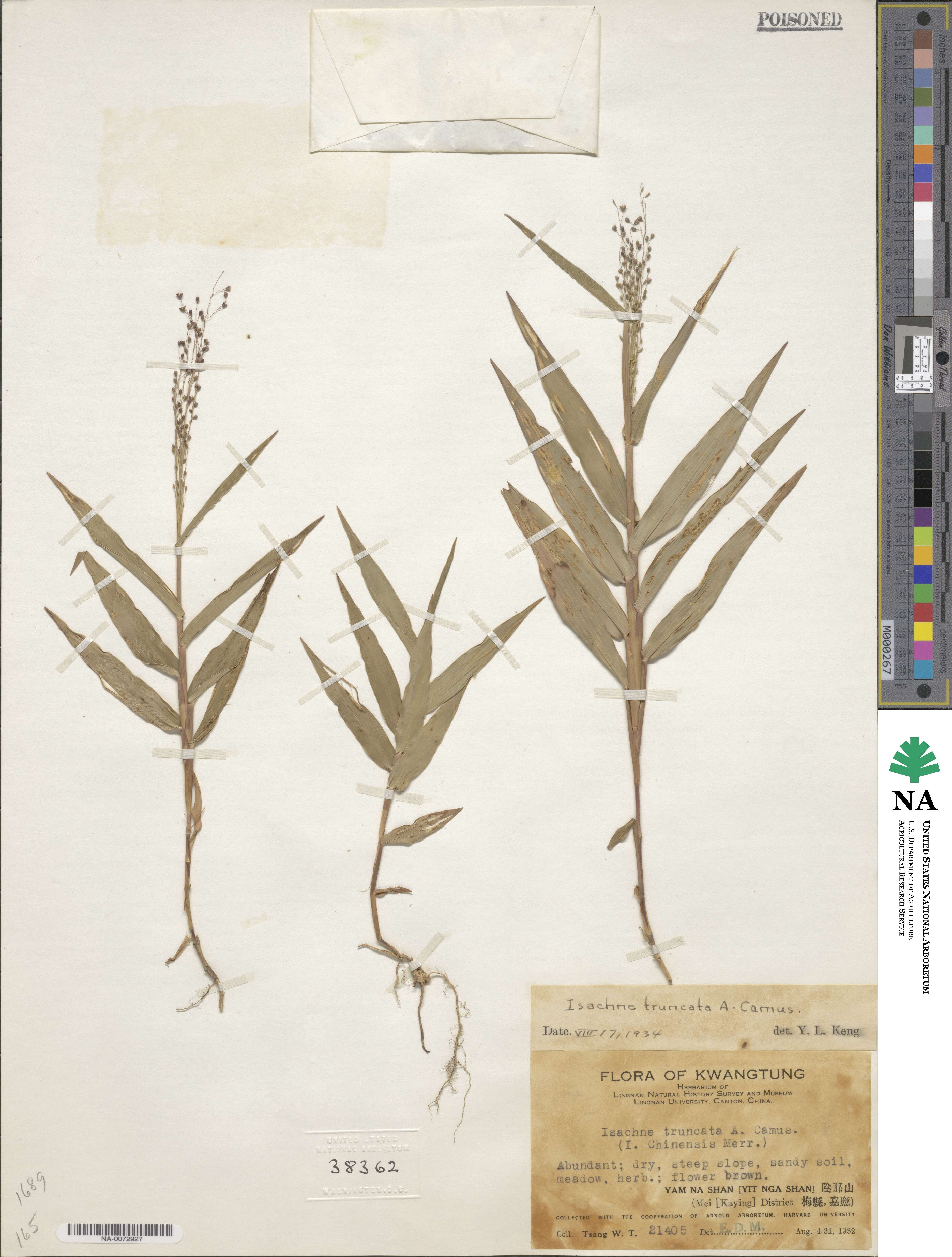 Isachne truncata image
