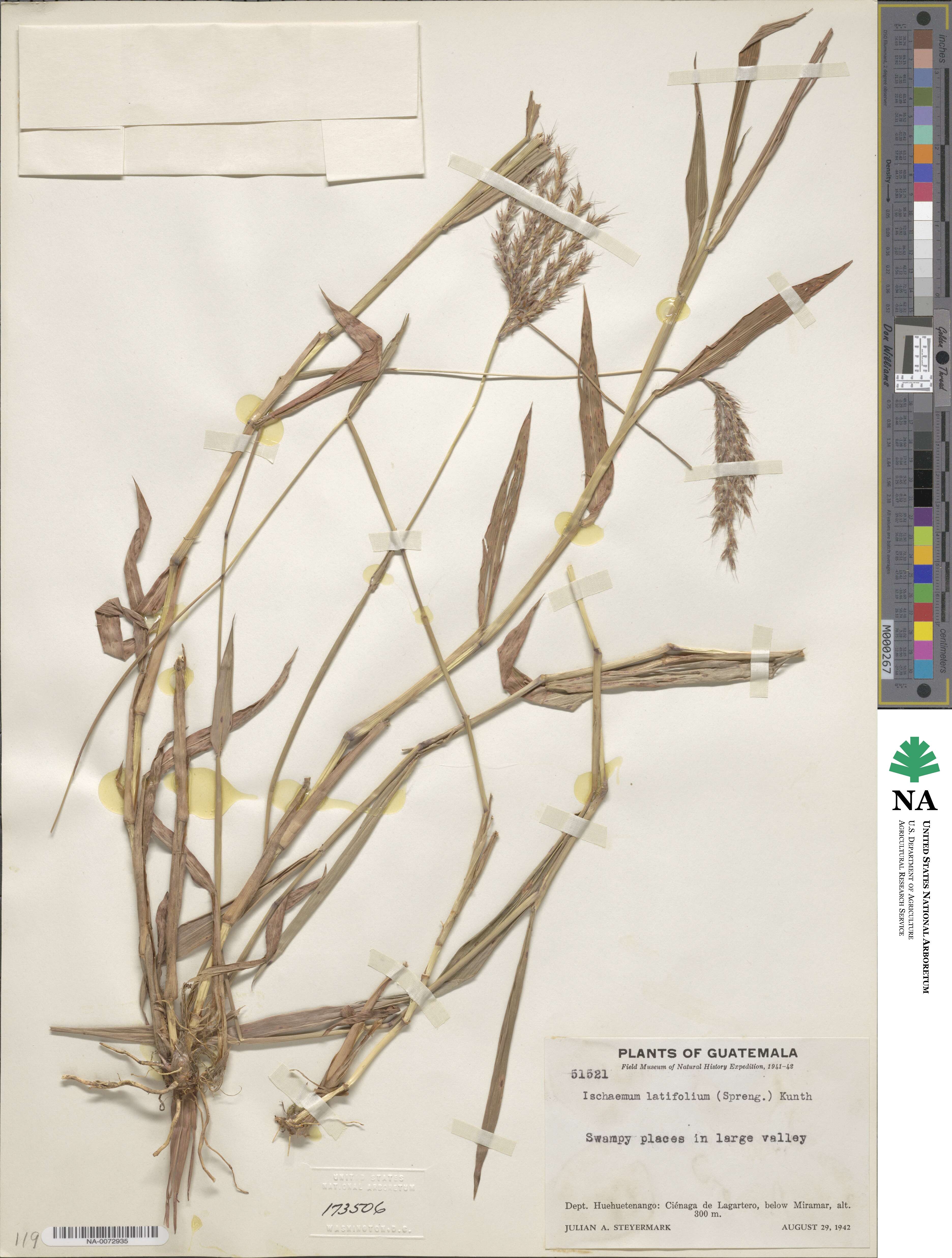 Ischaemum latifolium image
