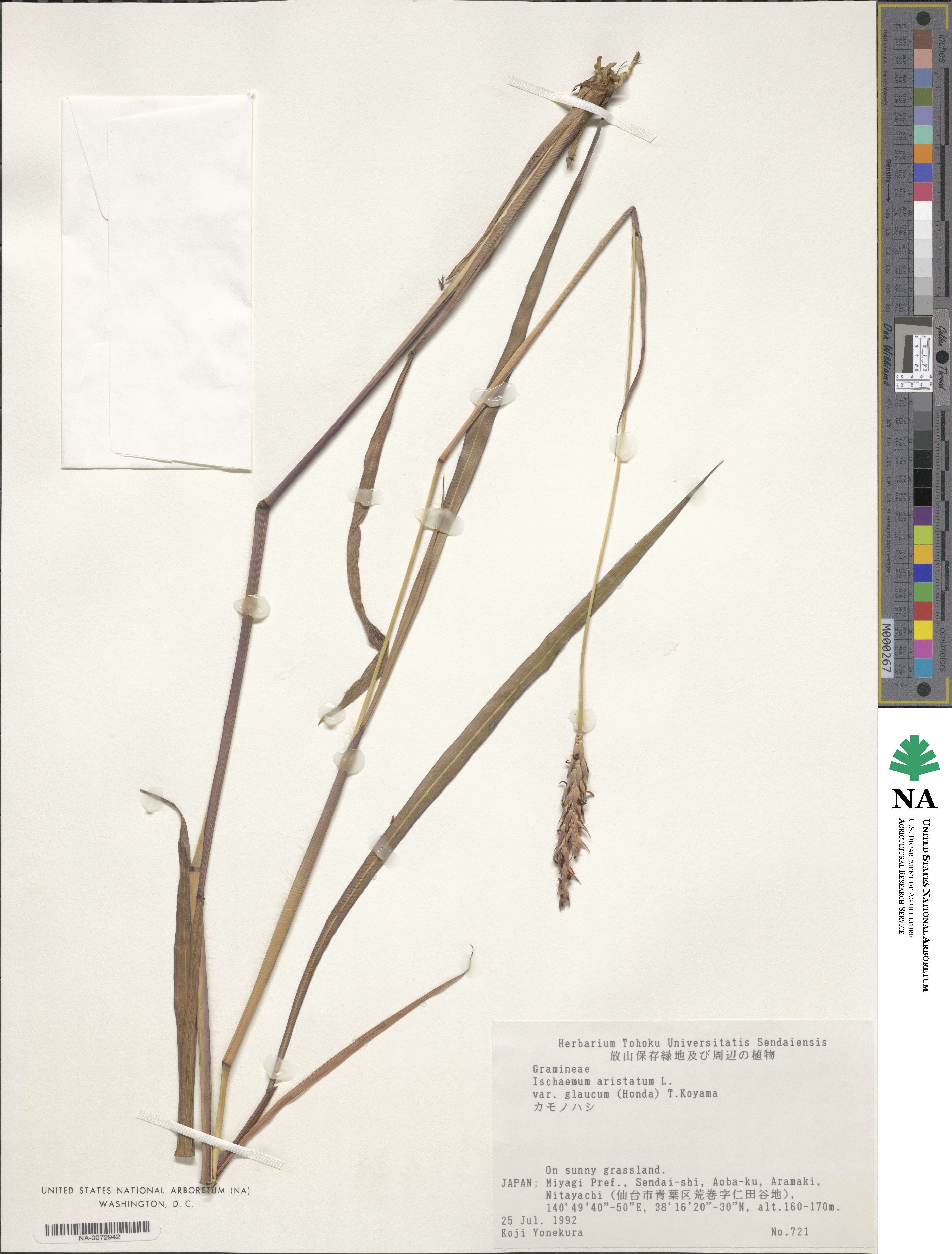 Ischaemum aristatum image