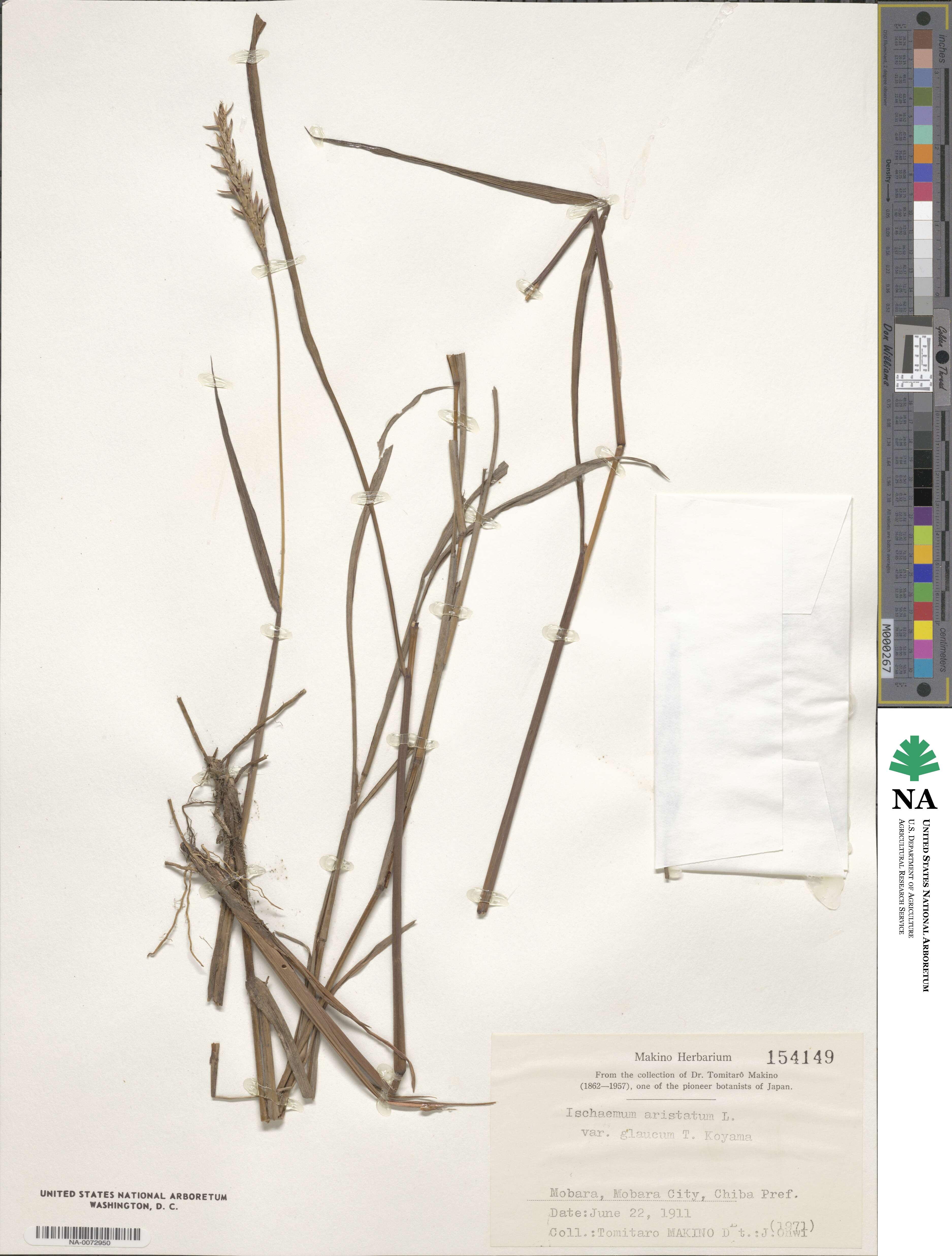 Ischaemum aristatum image